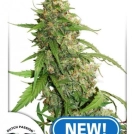 CBD Auto Compassion Lime Cannabisblüte – gewachsen aus Automatic Hanfsamen von Dutch Passion