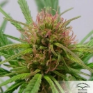 CBD ComPassion Cannabisblüte – gewachsen aus Feminisierte Hanfsamen von Dutch Passion