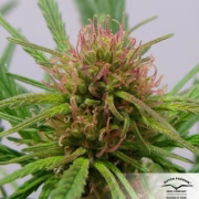 CBD ComPassion Cannabisblüte – gewachsen aus Feminisierte Hanfsamen von Dutch Passion