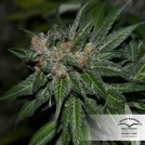 CBD Kush Cannabisblüte – gewachsen aus Feminisierte Hanfsamen von Dutch Passion
