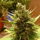 Auto Blueberry Cannabisblüte – gewachsen aus Automatic Hanfsamen von Dutch Passion