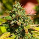 Auto Mazar Cannabisblüte – gewachsen aus Automatic Hanfsamen von Dutch Passion