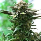 Blue Moonshine Cannabisblüte – gewachsen aus Feminisierte Hanfsamen von Dutch Passion