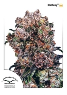 Blueberry Cannabisblüte – gewachsen aus Feminisierte Hanfsamen von Dutch Passion