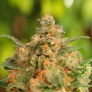 Brainstorm Cannabisblüte – gewachsen aus Feminisierte Hanfsamen von Dutch Passion