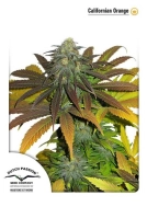 Californian Orange Cannabisblüte – gewachsen aus Feminisierte Hanfsamen von Dutch Passion