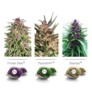 Colour Mix 1 Outdoor Cannabisblüte – gewachsen aus Feminisierte Hanfsamen von Dutch Passion