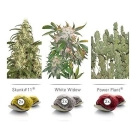 Colour Mix 3 Indoor Cannabisblüte – gewachsen aus Feminisierte Hanfsamen von Dutch Passion