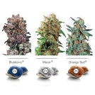 Colour Mix 4 Cannabisblüte – gewachsen aus Feminisierte Hanfsamen von Dutch Passion
