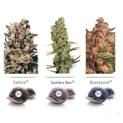 Colour Mix 5 Cannabisblüte – gewachsen aus Feminisierte Hanfsamen von Dutch Passion