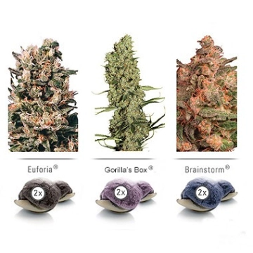 Colour Mix 5 Cannabisblüte – gewachsen aus Feminisierte Hanfsamen von Dutch Passion
