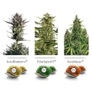 Colour Mix 6 Cannabisblüte – gewachsen aus Feminisierte Hanfsamen von Dutch Passion