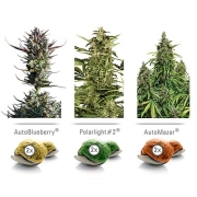 Colour Mix 6 Cannabisblüte – gewachsen aus Feminisierte Hanfsamen von Dutch Passion