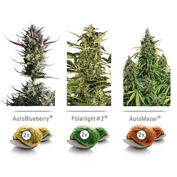 Colour Mix 6 Cannabisblüte – gewachsen aus Feminisierte Hanfsamen von Dutch Passion