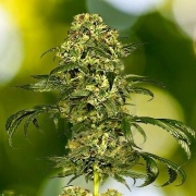 Dolce Vita Cannabisblüte – gewachsen aus Feminisierte Hanfsamen von Dutch Passion