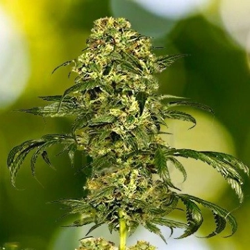 Dolce Vita Cannabisblüte – gewachsen aus Feminisierte Hanfsamen von Dutch Passion