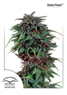 Durban Poison Cannabisblüte – gewachsen aus Feminisierte Hanfsamen von Dutch Passion