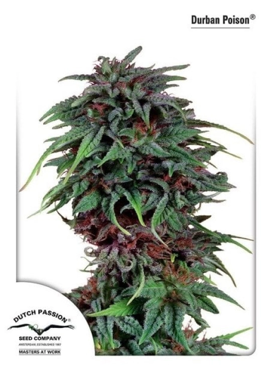 Durban Poison – Dutch Passion – Feminisiert