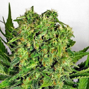 Dutch Cheese Cannabis Blüte - gewachsen aus Feminisierte Hanfsamen für den Anbau