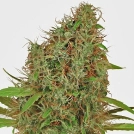 Dutch Haze Cannabisblüte – gewachsen aus Feminisierte Hanfsamen von Dutch Passion