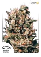 Euforia Cannabisblüte – gewachsen aus Feminisierte Hanfsamen von Dutch Passion