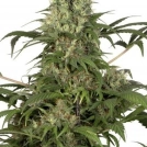 Green Spirit Cannabisblüte – gewachsen aus Feminisierte Hanfsamen von Dutch Passion