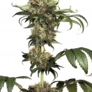 Isis Cannabisblüte – gewachsen aus Feminisierte Hanfsamen von Dutch Passion