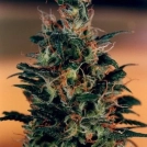 Khola Cannabisblüte – gewachsen aus Feminisierte Hanfsamen von Dutch Passion