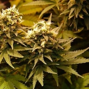 Masterkush Cannabisblüte – gewachsen aus Feminisierte Hanfsamen von Dutch Passion