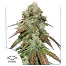 Mazar Cannabisblüte – gewachsen aus Feminisierte Hanfsamen von Dutch Passion