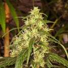 Mekong High Cannabisblüte – gewachsen aus Feminisierte Hanfsamen von Dutch Passion