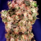 Oasis Cannabisblüte – gewachsen aus Feminisierte Hanfsamen von Dutch Passion