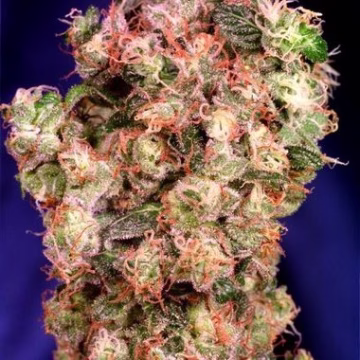 Oasis Cannabisblüte – gewachsen aus Feminisierte Hanfsamen von Dutch Passion