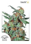 Orange Bud Cannabisblüte – gewachsen aus Feminisierte Hanfsamen von Dutch Passion