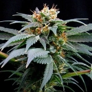Ortega Indica Cannabisblüte – gewachsen aus Feminisierte Hanfsamen von Dutch Passion