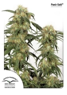 Pamir Gold Cannabisblüte – gewachsen aus Feminisierte Hanfsamen von Dutch Passion