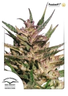 Passion #1 Cannabisblüte – gewachsen aus Feminisierte Hanfsamen von Dutch Passion