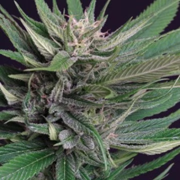 Perplex Cannabisblüte – gewachsen aus Feminisierte Hanfsamen von Dutch Passion