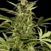 PolarLight #2 Cannabisblüte – gewachsen aus Automatic Hanfsamen von Dutch Passion
