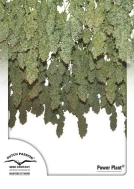 Power Plant Cannabisblüte – gewachsen aus Feminisierte Hanfsamen von Dutch Passion