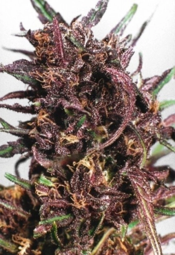 Purple #1 Cannabisblüte – gewachsen aus Feminisierte Hanfsamen von Dutch Passion