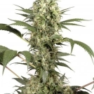 Sacra Frasca Cannabisblüte – gewachsen aus Feminisierte Hanfsamen von Dutch Passion