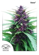 Shaman Cannabisblüte – gewachsen aus Feminisierte Hanfsamen von Dutch Passion