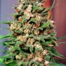Skunk #1 Cannabisblüte – gewachsen aus Feminisierte Hanfsamen von Dutch Passion