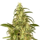 Skunk #II Cannabisblüte – gewachsen aus Feminisierte Hanfsamen von Dutch Passion