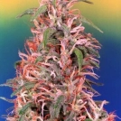 Skunk Passion Cannabisblüte – gewachsen aus Feminisierte Hanfsamen von Dutch Passion