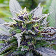 Skywalker Cannabis Blüte - gewachsen aus Feminisierte Hanfsamen für den Anbau