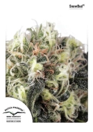 Snow Bud Cannabisblüte – gewachsen aus Feminisierte Hanfsamen von Dutch Passion