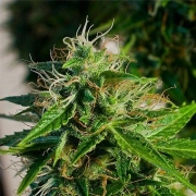 Snow Storm #2 Cannabisblüte – gewachsen aus Automatic Hanfsamen von Dutch Passion