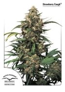 Strawberry Cough Cannabisblüte – gewachsen aus Feminisierte Hanfsamen von Dutch Passion